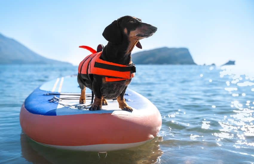 Small dog wearing a life jacket stood on a SUP