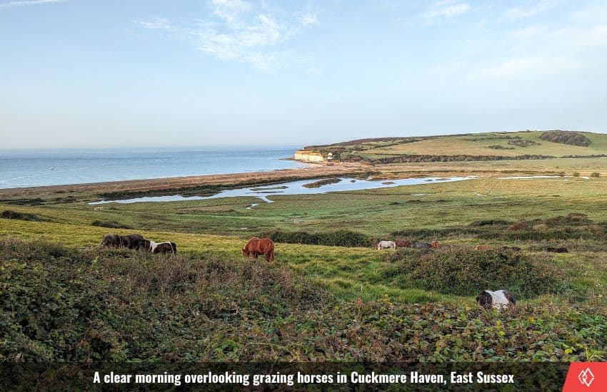 Horses grazing by the sea
